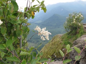 Flower + Pacific NW view